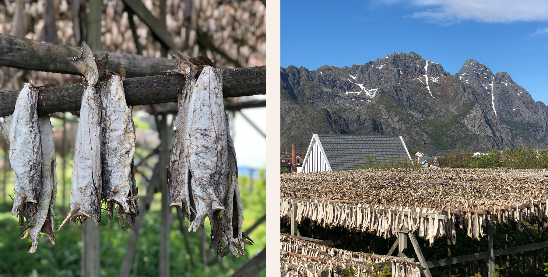 Sanseveria-NoorwegenHenningsvær-stokvis.jpg#asset:386